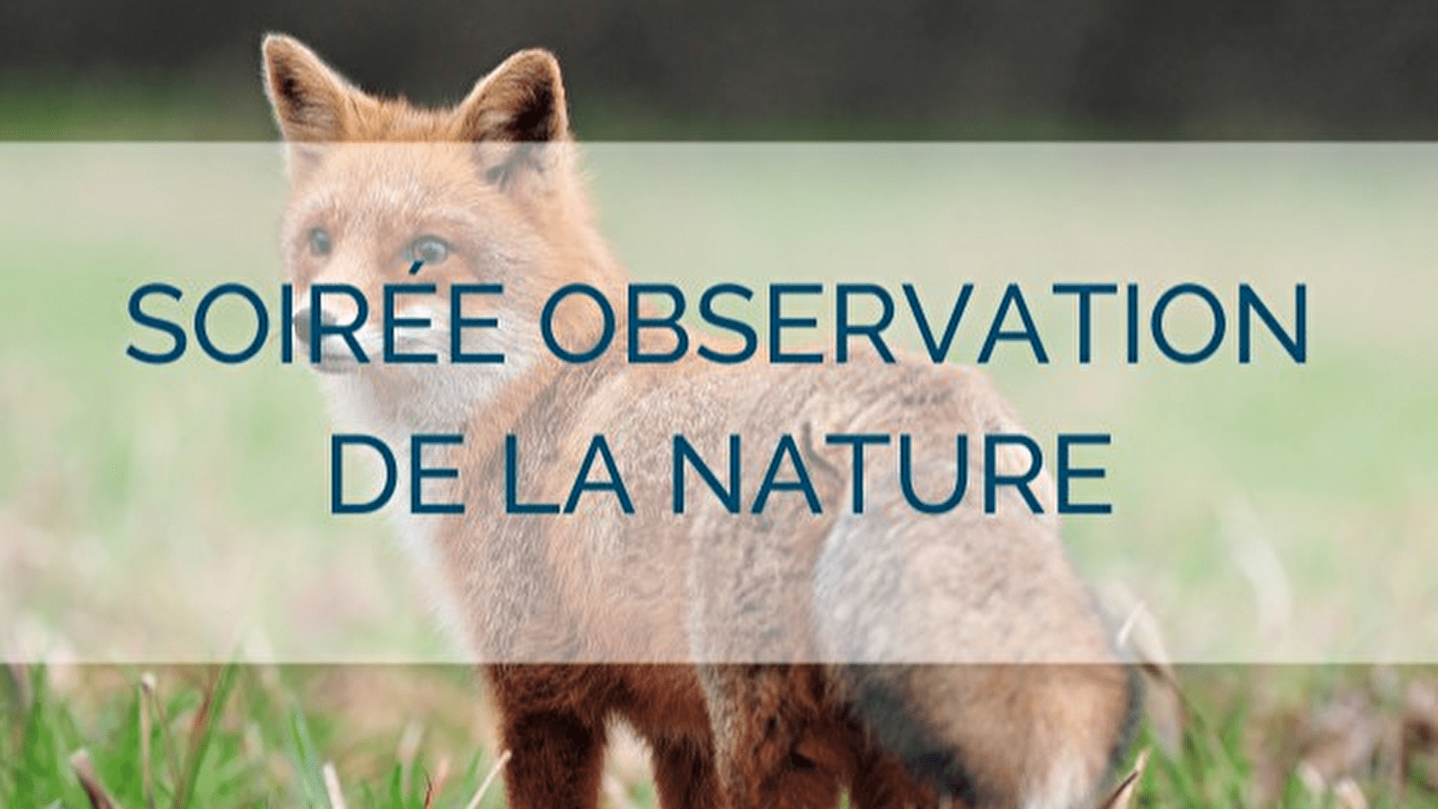 Soirée observation de la faune sauvage