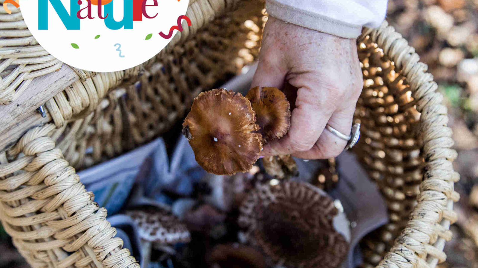 Sortie 123Nature : Champignons
