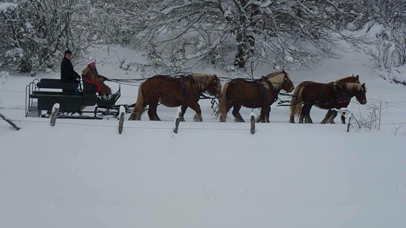 Les Attelages du Grandvaux en hiver