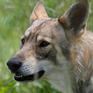 La Pyramide du Loup