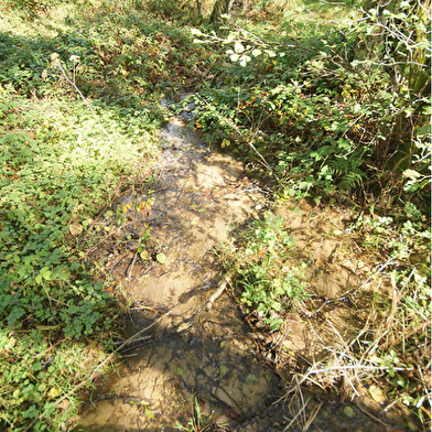 Balade numérique : sentier de la nature des Sources de l'Yonne