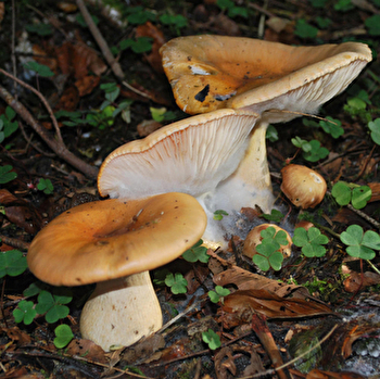La Nature En Automne - PONTARLIER