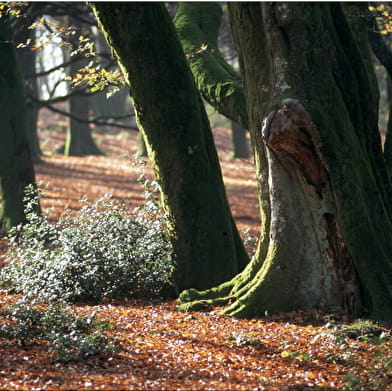 Jour de forêt à Bibracte